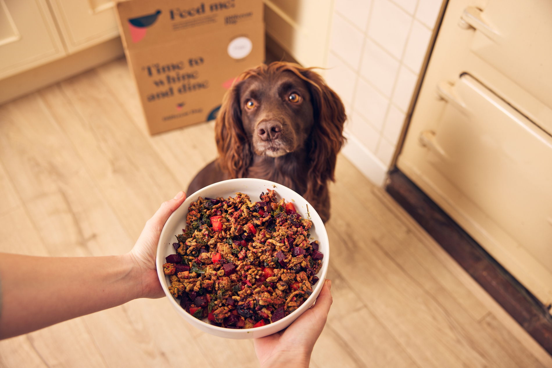 Cocker Spaniel Breed Guide Temperament Training Grooming Nutrition Different Dog
